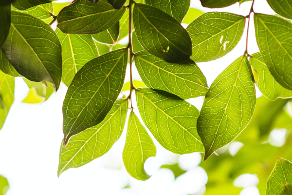 Tree leaves