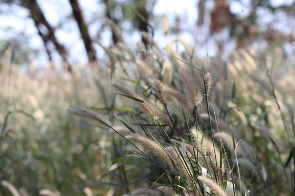 Landscape Image of long grass