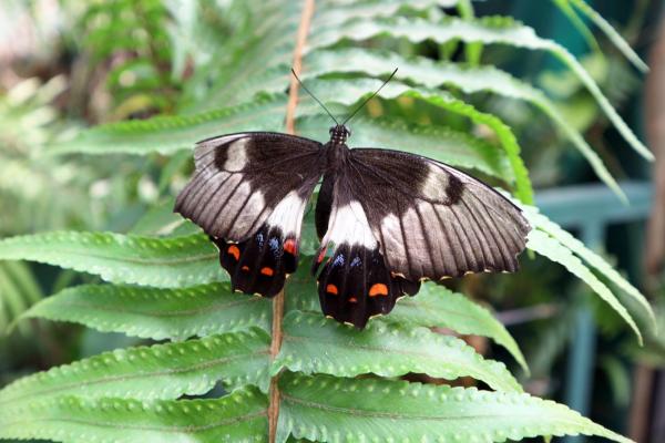 Butterfly with broken wing